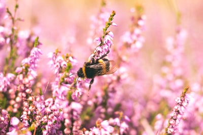 Shallow focus photography of bees on the flowers
